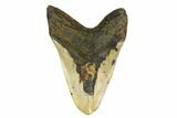 Huge, Fossil Megalodon Tooth - North Carolina #146783-2